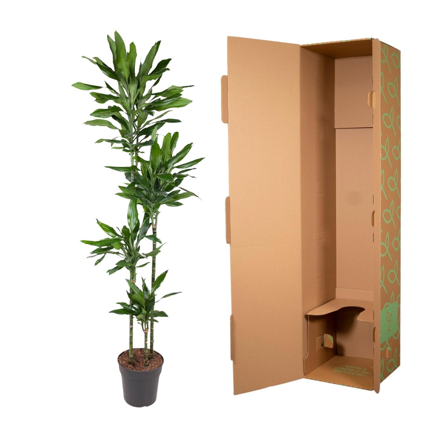 Drakenbloedboom – Dracaena Janet Lind – 180 cm