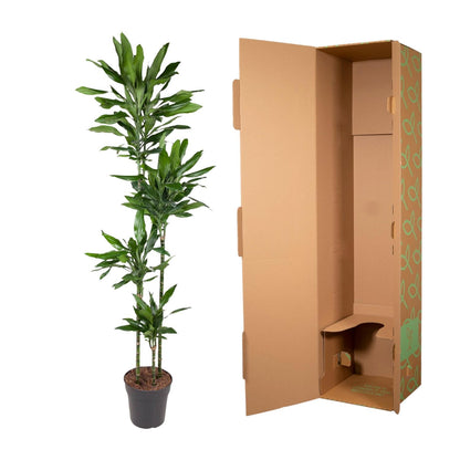 Drakenbloedboom – Dracaena Janet Lind – 180 cm