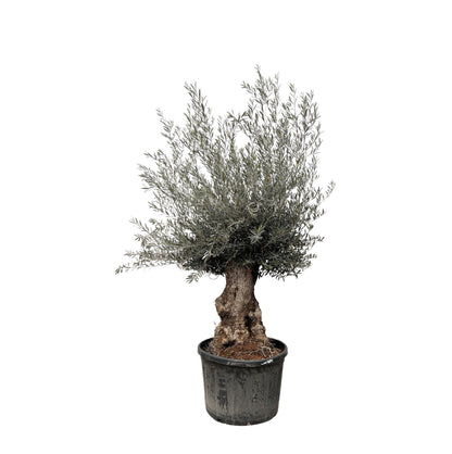 Olijfboom – Olea europaea bonsai – 270 cm