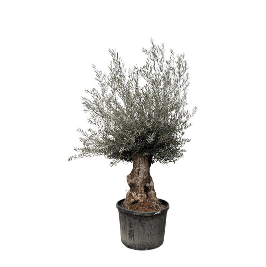 Olijfboom – Olea europaea bonsai – 270 cm