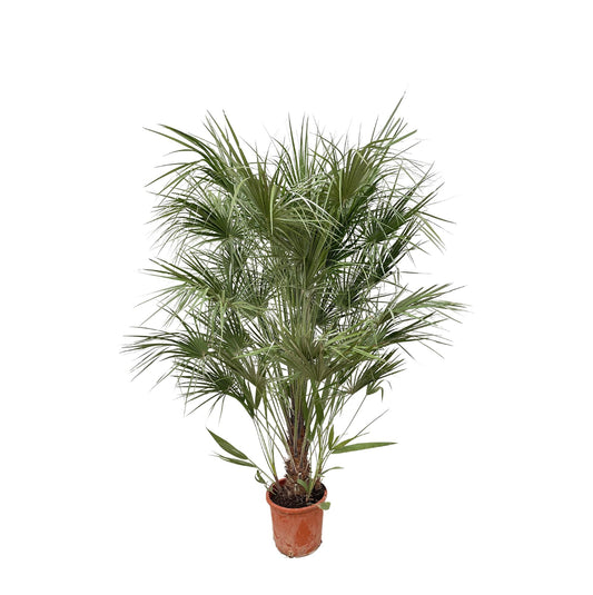 Dwergpalm struik – Chamaerops humilis – 170 cm