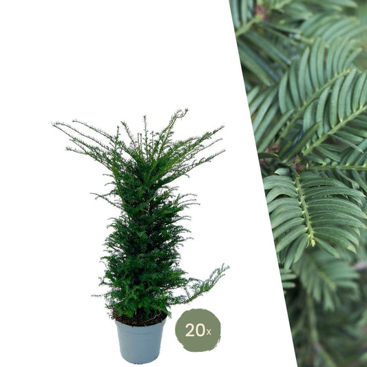 Taxus haag – Taxus baccata – 20 stuks – 100–125 cm