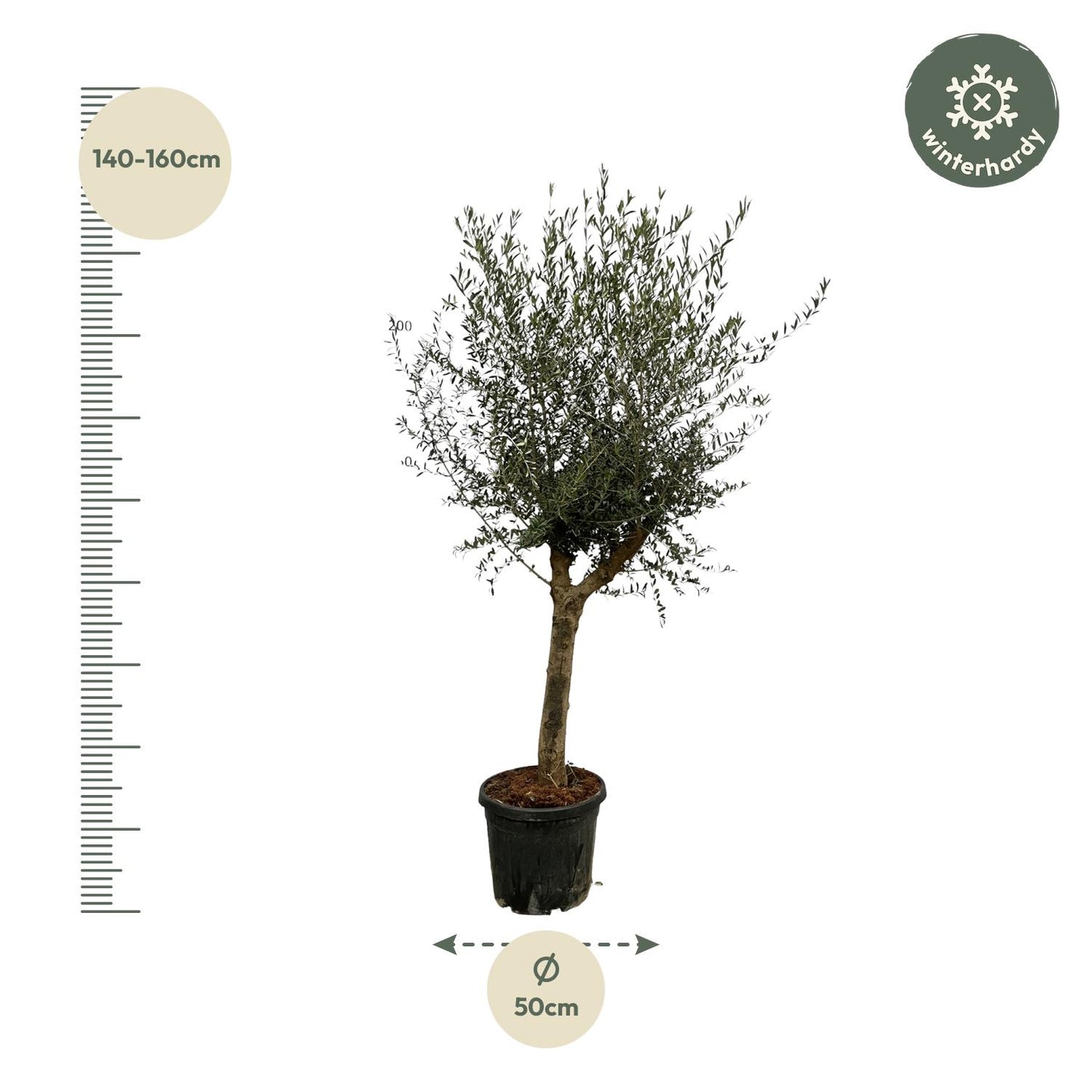 Olijfboom – Olea Lorc – 200 cm