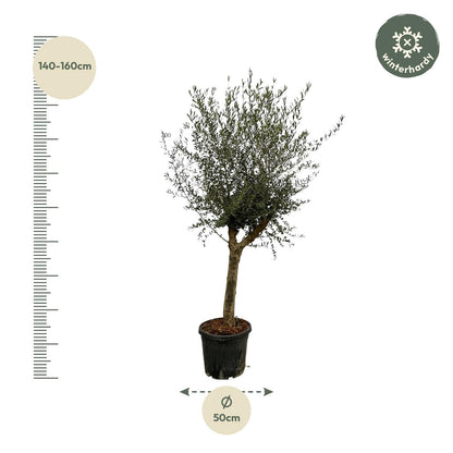 Olijfboom – Olea Lorc – 200 cm