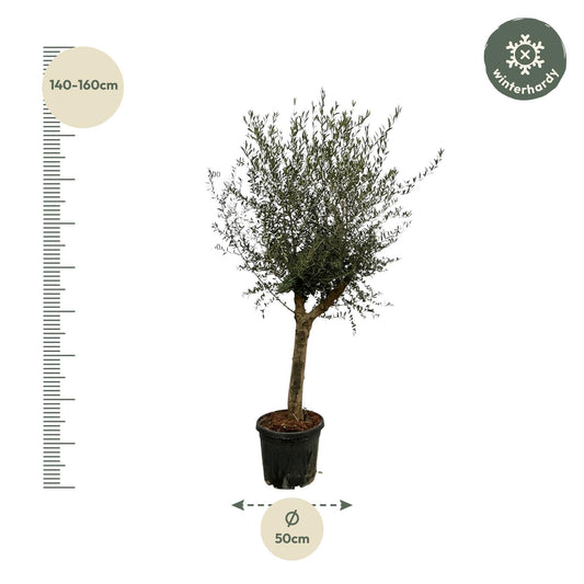 Olijfboom – Olea Lorc – 200 cm