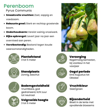 Perenboom – Pyrus – 160 cm