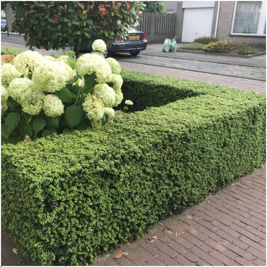 Hulst haag – Ilex crenata – 6 stuks – 150 cm