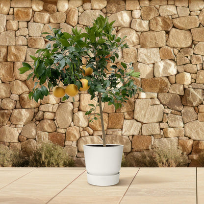 Pompelmoes – Citrus pompelmo – 150 cm