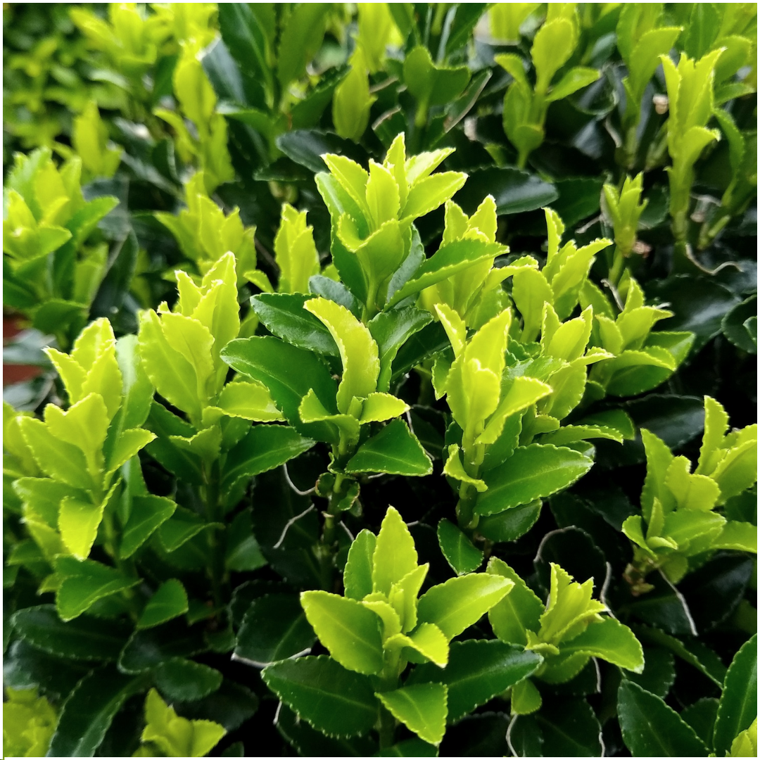 Kardinaalsmuts haag – Euonymus 'Green Spire' – 6 stuks – 15 cm