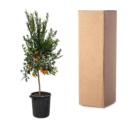 Mandarijnboom – Citrus Calamondin – 200 cm