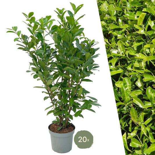 Laurierkers haag – Prunus laurocerasus – 10 meter breed – 150 cm