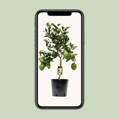 Citroenboom – Citrus lemon – 80 cm