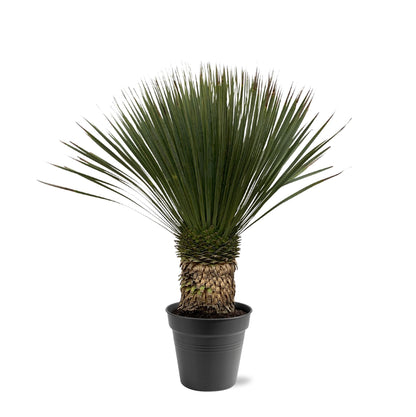 Palmlelie – Yucca rostrata – 100 cm