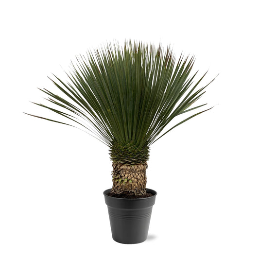 Palmlelie – Yucca rostrata – 100 cm