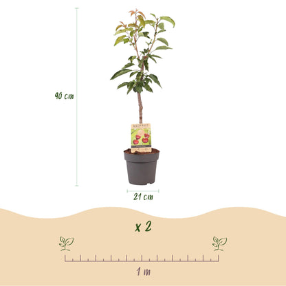 Kersenboom – Prunus avium Regina – 90 cm