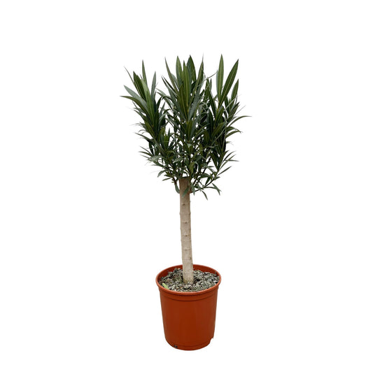 Oleander – Nerium oleander - Rode bloem – 110 cm
