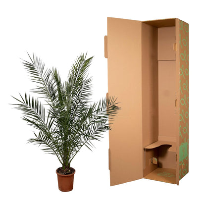 Canarische dadelpalm – Phoenix Canariensis – 180 cm