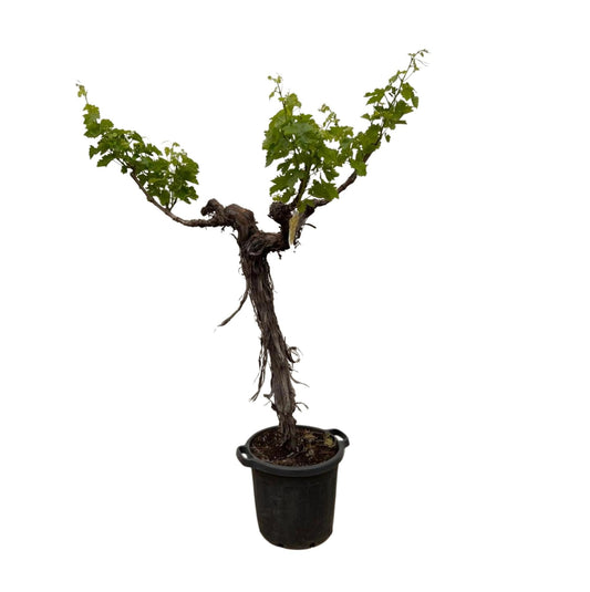 Druivenboom – Vitis vinifera – 220 cm