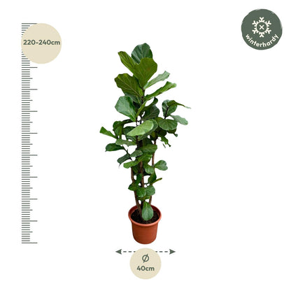 Vioolbladplant – Ficus Lyrata vertakt – 220 cm