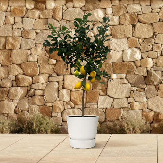 Citroenboom – Citrus Lemon – 150 cm