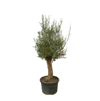 Olijfboom – Olea europaea bonsai – 250 cm
