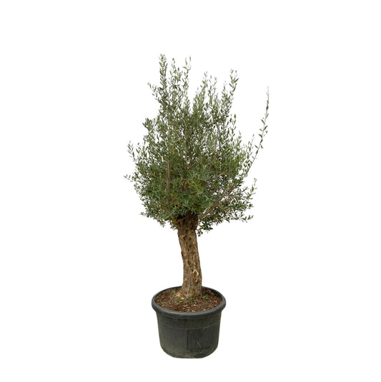 Olijfboom – Olea europaea bonsai – 250 cm