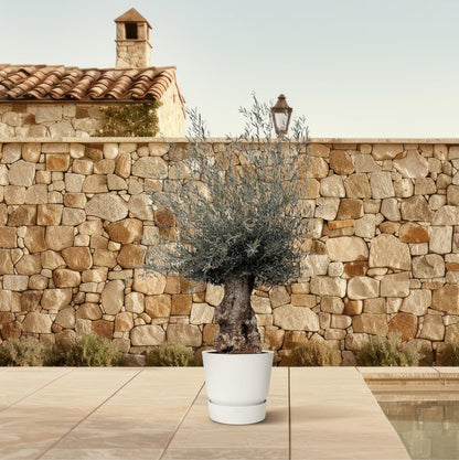 Olijfboom – Olea europaea bonsai – 270 cm