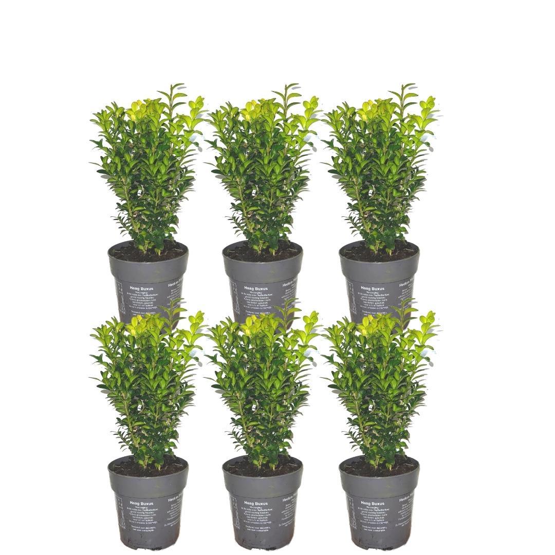 Buxushaag – Buxus sempervirens – 6 stuks – onbekend cm