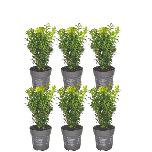 Buxushaag – Buxus sempervirens – 6 stuks – onbekend cm