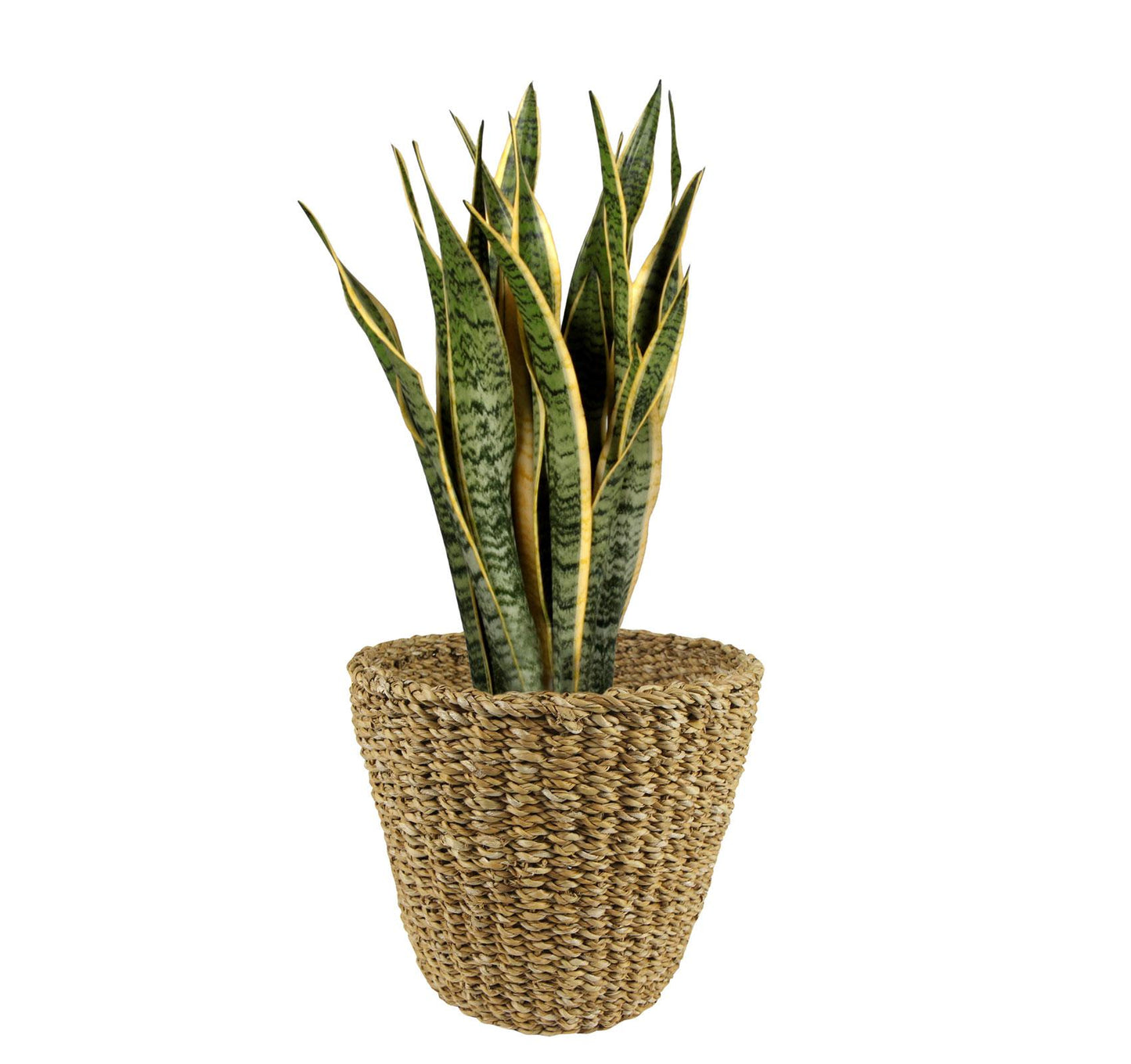 Mand -  Lichtbruin - Jip naturel - H25 x B30