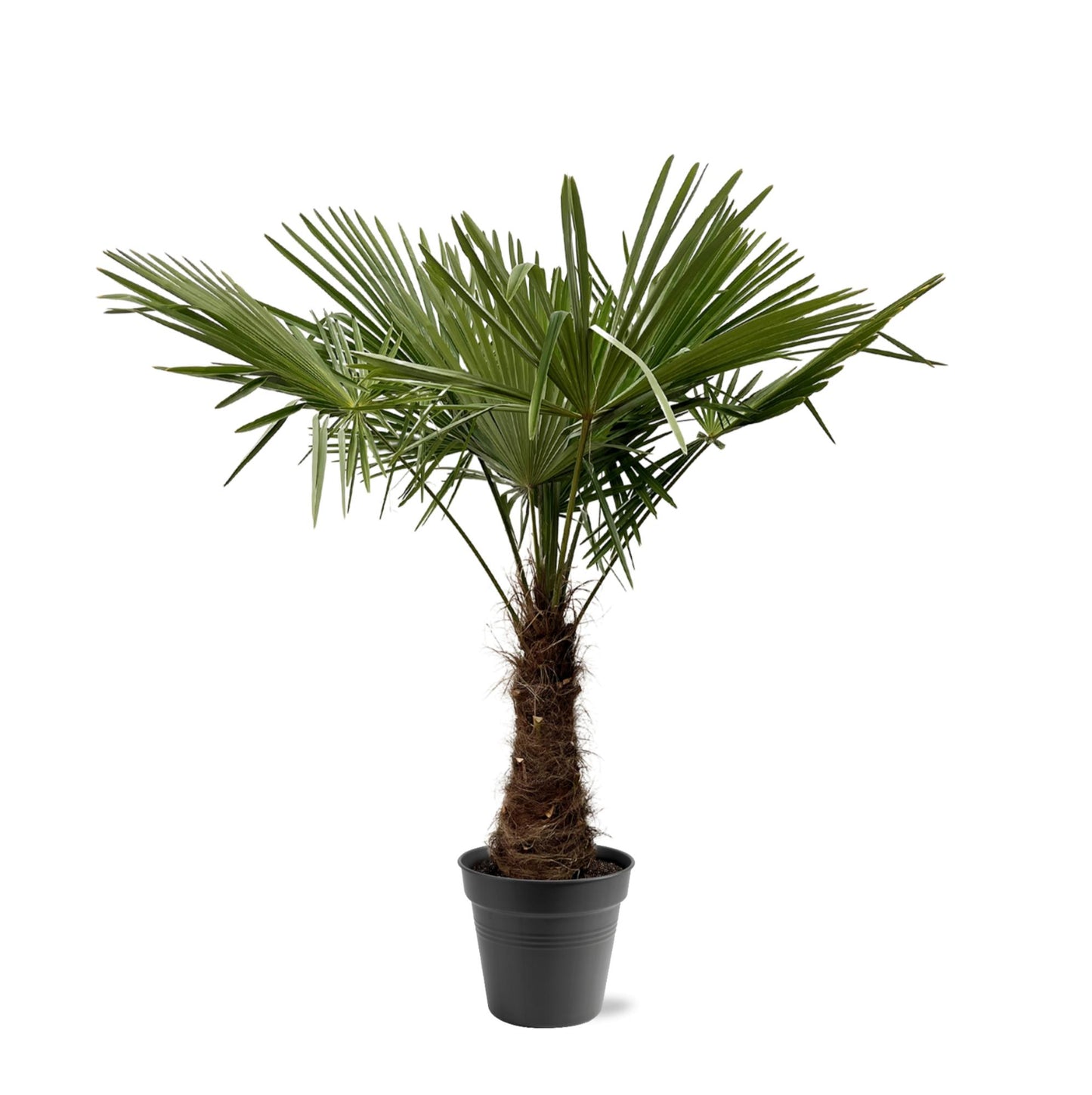 Henneppalm – Trachycarpus fortunei – 180 cm
