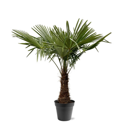 Henneppalm – Trachycarpus fortunei – 180 cm