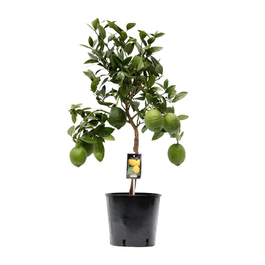 Citroenboom – Citrus lemon – 80 cm