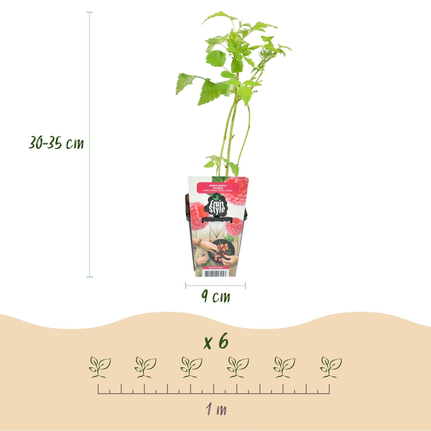 Framboos plant - Winterharde Framboos - 6 Planten, Pot 9 cm