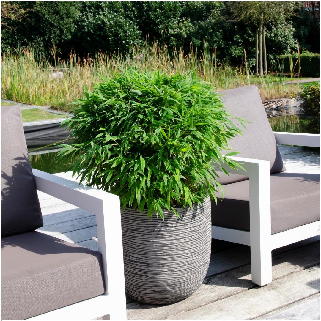 Bamboehaag – Fargesia moontears – 1 stuk – 70 cm