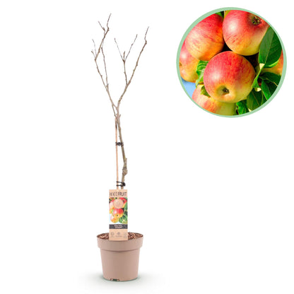 Appelboom – Malus domestica Jonagold – 90 cm