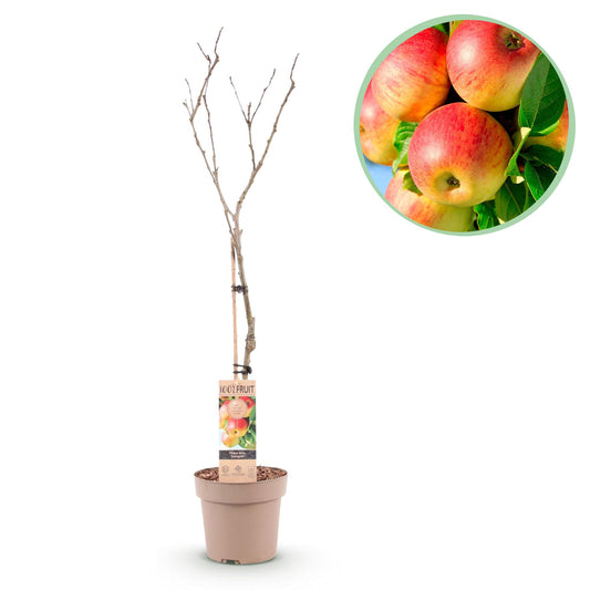 Appelboom – Malus domestica Jonagold – 90 cm