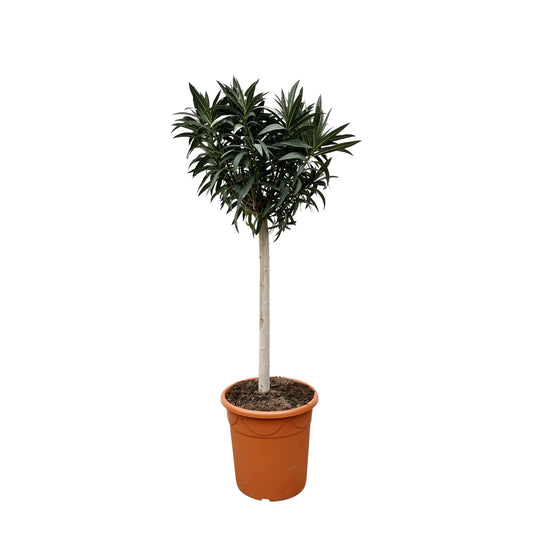 Oleander – Nerium oleander - Roze bloem  – 200 cm
