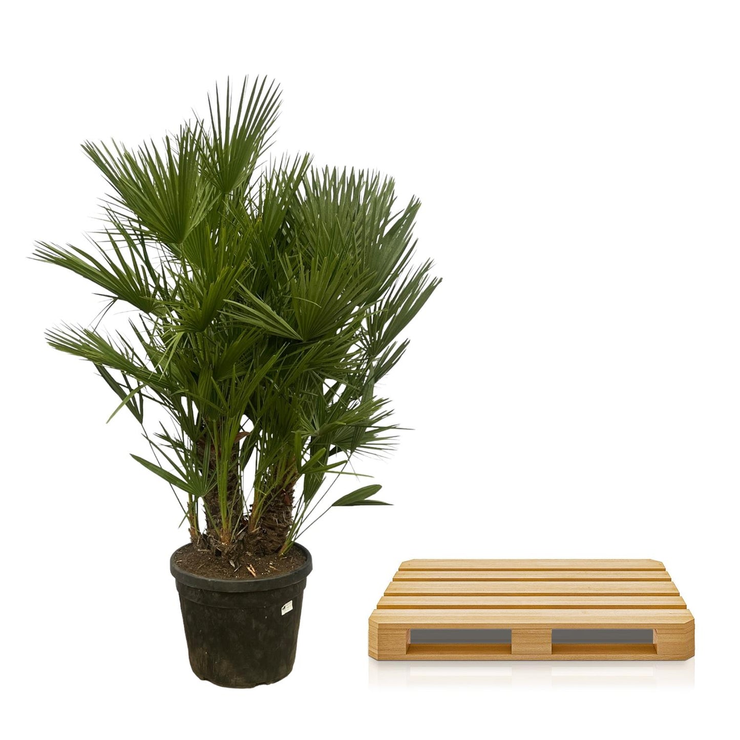 Dwergpalm – Chamaerops Humilis – 180 cm