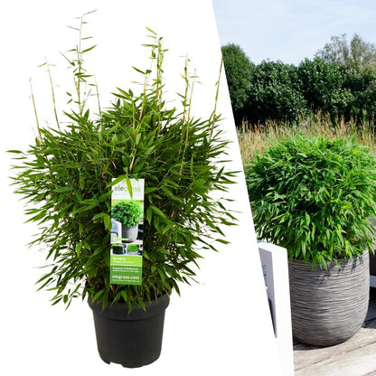 Bamboehaag – Fargesia moontears – 1 stuk – 70 cm
