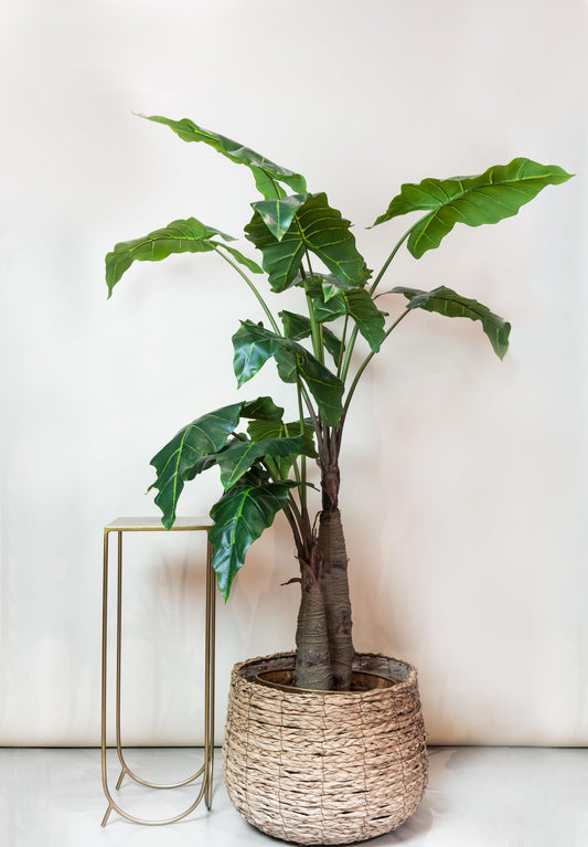Kunstplant - Olifantsoor - (Alocasia) - 180 cm