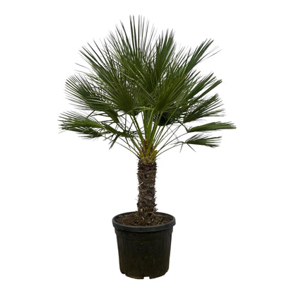 Dwergpalm – Chamaerops humilis op stam  – 150 cm