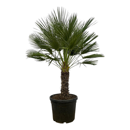 Dwergpalm – Chamaerops humilis op stam  – 150 cm
