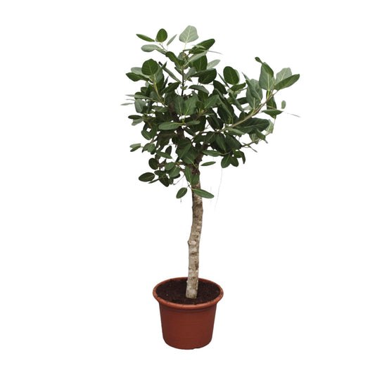 Banyanboom – Ficus benghalensis – 200 cm