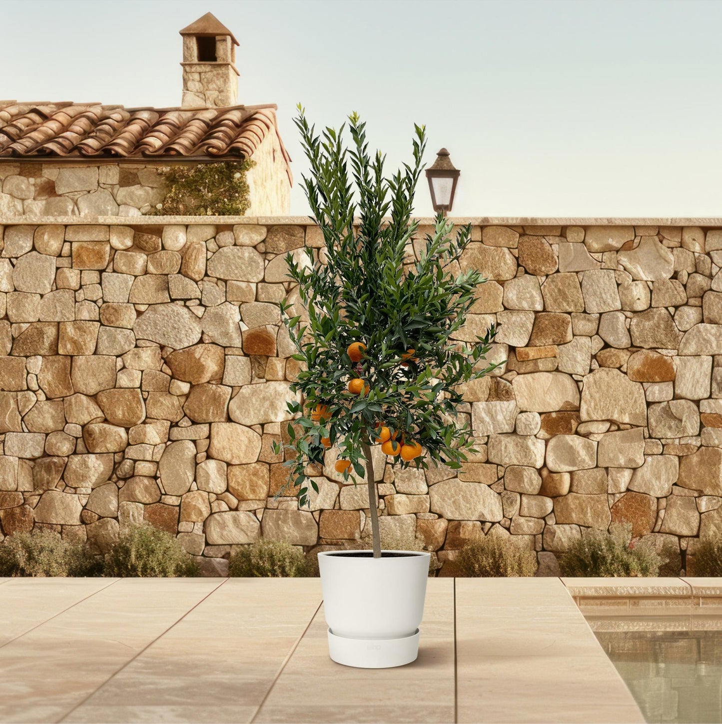 Mandarijnboom – Citrus Calamondin – 200 cm