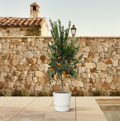 Mandarijnboom – Citrus Calamondin – 200 cm
