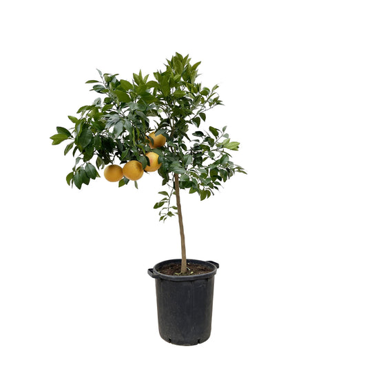 Pompelmoes – Citrus pompelmo – 150 cm