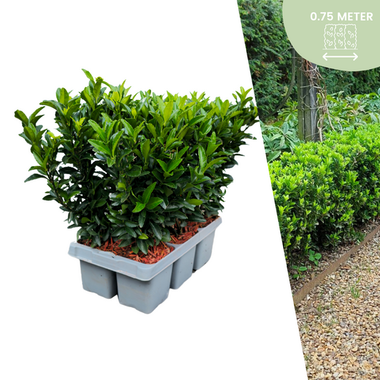 Kardinaalsmuts haag – Euonymus 'Green Spire' – 6 stuks – 15 cm