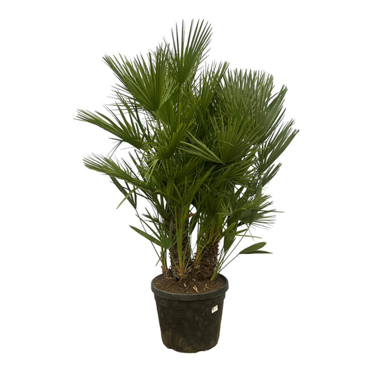 Dwergpalm – Chamaerops Humilis – 180 cm