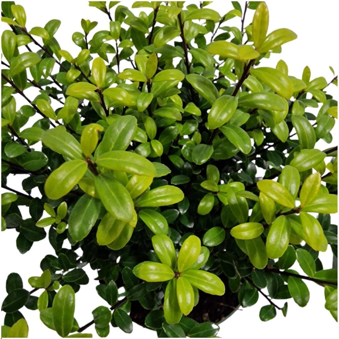 Hulst haag – Ilex crenata – 6 stuks – 150 cm